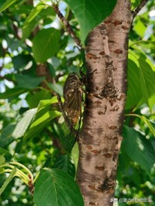 ​645年：春风得意虞世南，一首蝉诗无古人