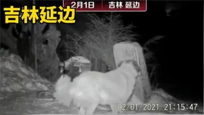 ​吉林延边：摄影师拍到野生东北虎咬住护院狗