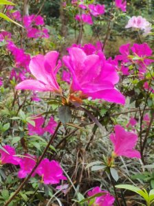 ​听闻原东华中学高三年级校长彭Ｘ走了