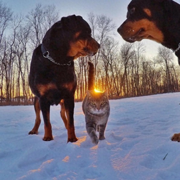 史上最会自拍猫,狗朋友一脸懵逼入镜
