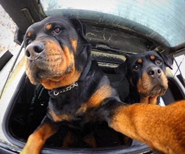 史上最会自拍猫,狗朋友一脸懵逼入镜