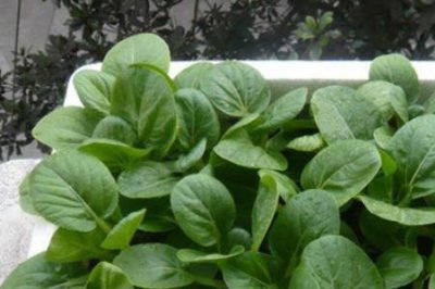 ​盆栽大花蒜的种植方法