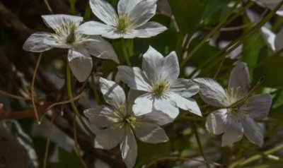 ​槭叶铁线莲价值