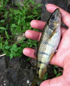 ​溪流中力气最大的鱼--光唇鱼