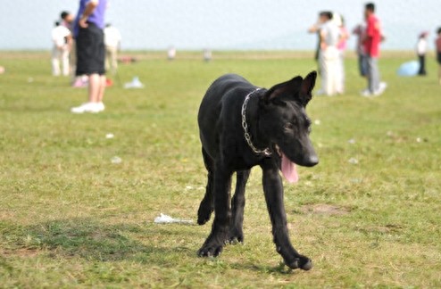 墨界犬,中国本土最优秀的工作犬