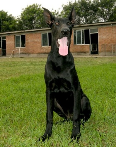 墨界犬,中国本土最优秀的工作犬