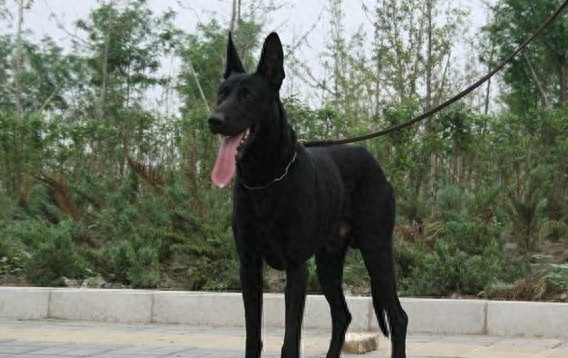 墨界犬,中国本土最优秀的工作犬