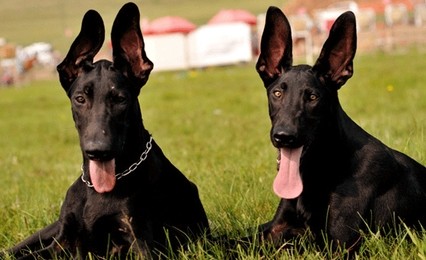 墨界犬,中国本土最优秀的工作犬