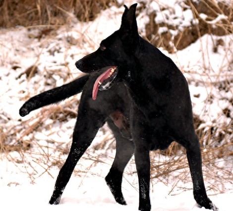 墨界犬,中国本土最优秀的工作犬