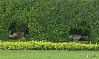 ​墙面绿化的应用场景和植物配置选择