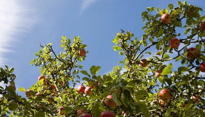 ​锦绣海棠果的功效与作用 海棠红果图片