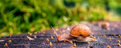 ​蜗牛是不是动物