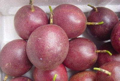 ​百香果是什么季节的水果,百香果什么季节成熟