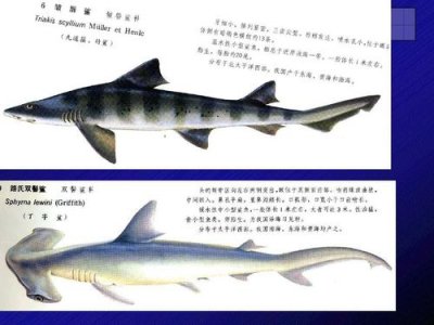 ​鲨鱼的资料（鲨鱼的牙齿由什么构成）