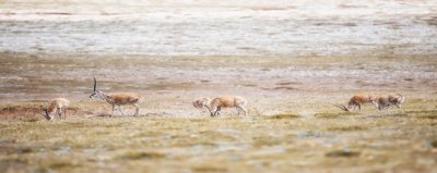 ​可可西里气候特征是什么