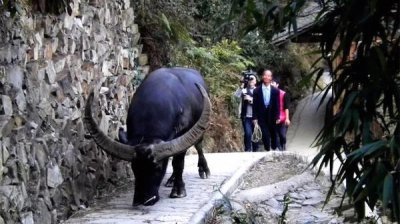 ​贵州牛王，一生荣誉无