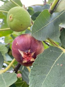 ​5种人不能吃无花果（吃无花果的禁忌有哪些）