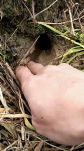 ​黄鳝进洞是先进头还是