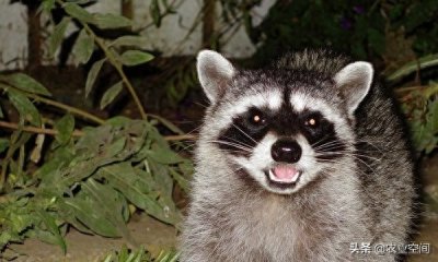 ​花面狸机智灵活，比较