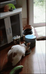 ​猫咪为什么会害怕黄瓜