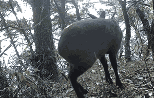 湖南省宜章县莽山国家级自然保护区红外相机拍摄到国家一级保护动物林麝