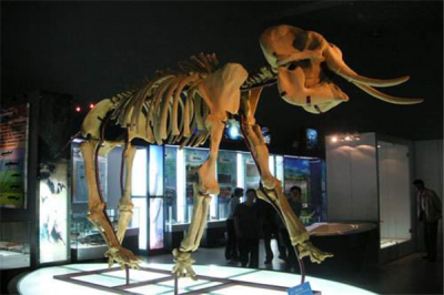 ​剑齿象存活于数千万年