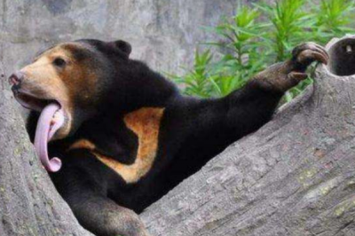 ​熊的天敌是什么?棕熊无