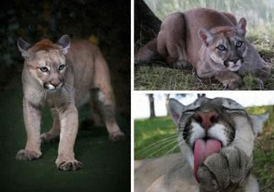 ​2011年——东部美洲狮灭