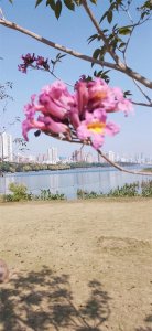 ​《广西少数民族语言文