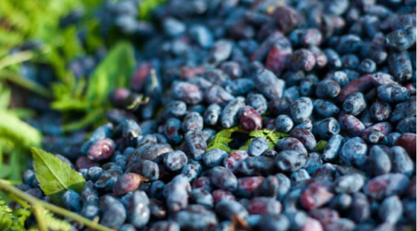 什么食物是蓝色的,蓝色的食物有哪些图4