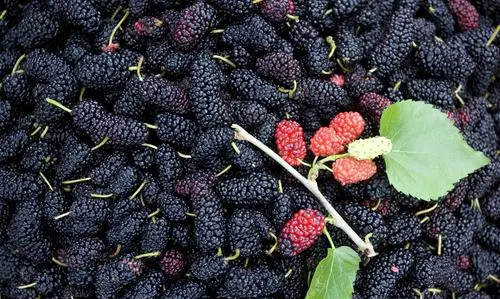 什么食物是蓝色的,蓝色的食物有哪些图6