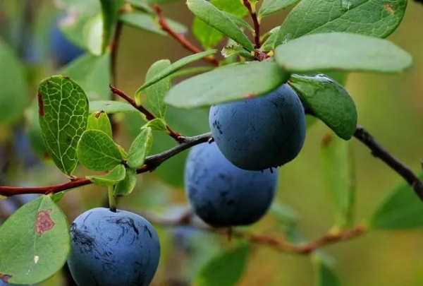 什么食物是蓝色的,蓝色的食物有哪些图7