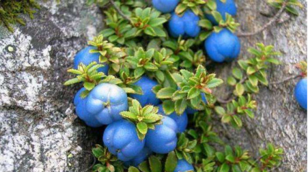 什么食物是蓝色的,蓝色的食物有哪些图3