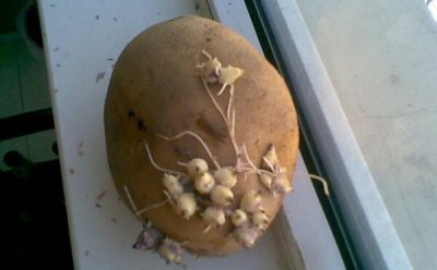 ​土豆表皮有点白毛能吃