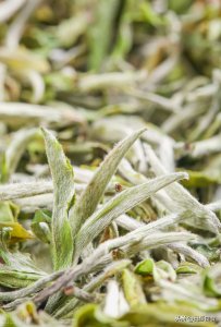 ​白茶怎么区分好坏？这