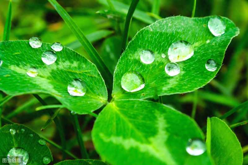 露组词（带“露”字的成语）