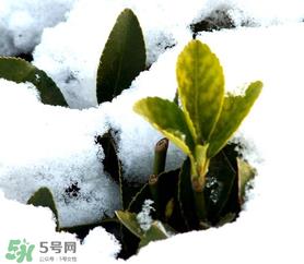 小寒是几九?2025年小寒是几九? 小寒是几九?2025年小寒是几九?