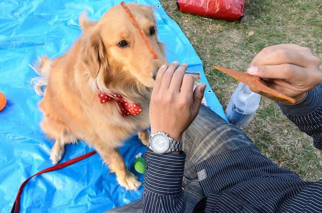 为什么养大狗的女人不能娶（女生养大狗对男朋友有什么坏处）