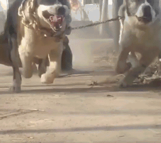 为什么养大狗的女人不能娶（女生养大狗对男朋友有什么坏处）