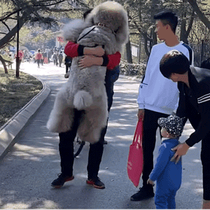 为什么养大狗的女人不能娶（女生养大狗对男朋友有什么坏处）