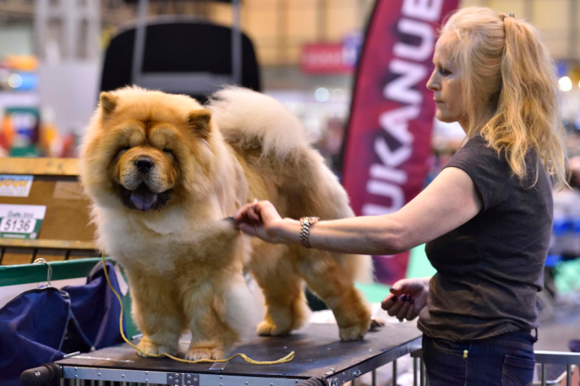 为什么养大狗的女人不能娶（女生养大狗对男朋友有什么坏处）