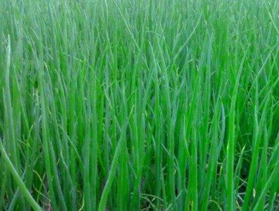 ​小葱什么时候种植最好