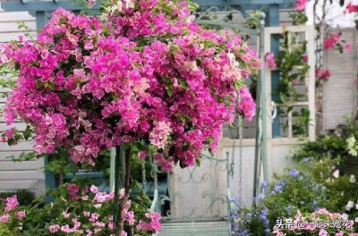 ​三月份适合种什么花比