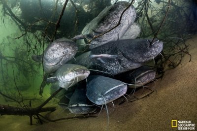 ​六须鲶鱼可以长到3米长