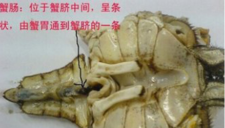 螃蟹里黑色的是屎,螃蟹的蟹黄是屎吗图3