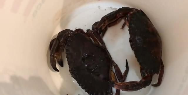 螃蟹剥开肠子里有大量黑色的屎是什么