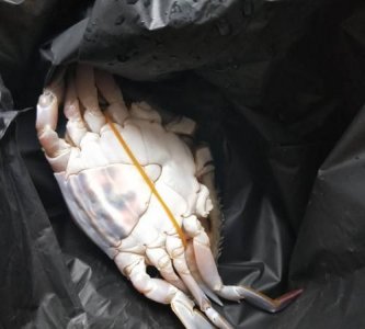 ​螃蟹里黑色的是屎,螃蟹