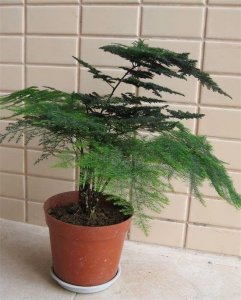 ​怎样养文竹才能翠绿？