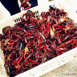 ​小龙虾种苗培育技术（