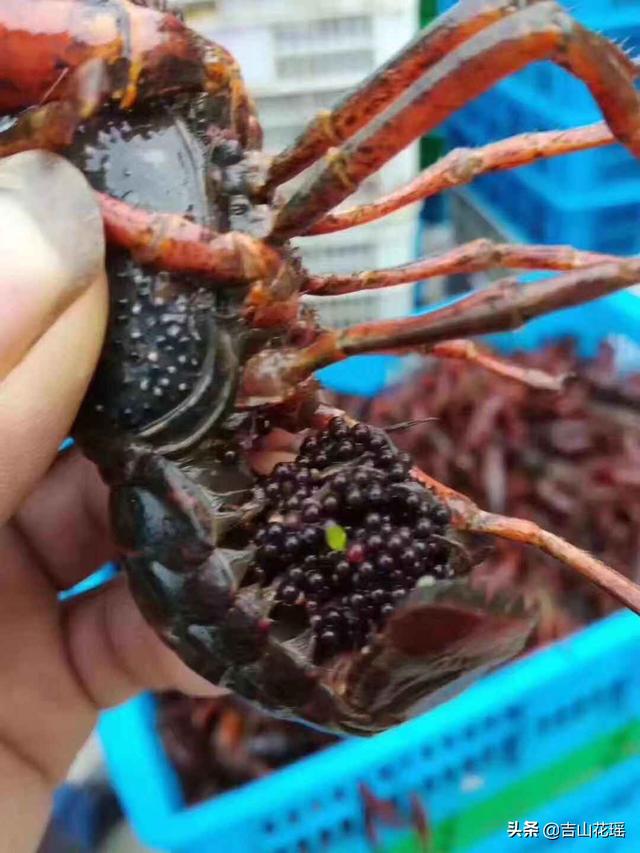 小龙虾种苗培育技术(小龙虾苗种选育存在的问题及解决建议)(3)